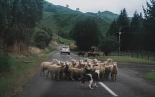 Arrowtown property purchasing do you need a buyers agent NZ Real estate