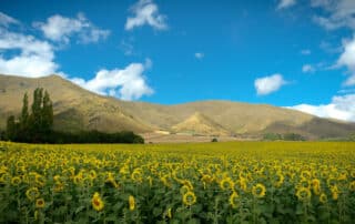 From Australia To Wanaka - Embrace The Kiwi Lifestyle
